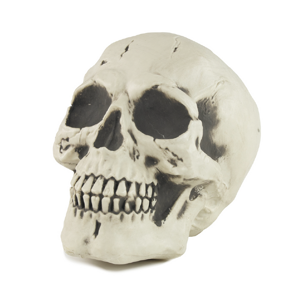 Crâne de squelette taille réelle,Farfouil en fÃªte,Décorations