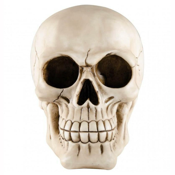 Crâne en résine réaliste 21 cm x 15 cm x 18 cm,Farfouil en fÃªte,Décorations