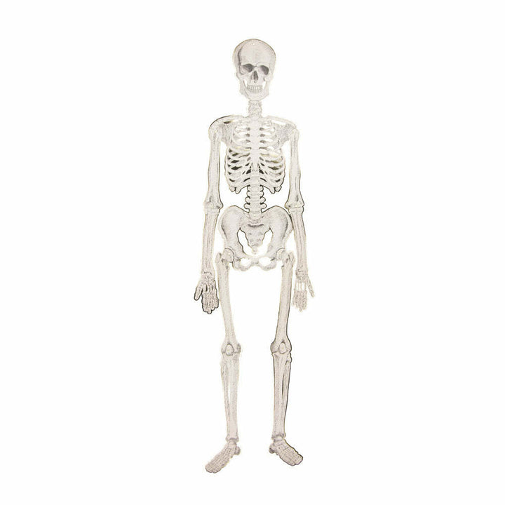 Squelette articulé 135 cm - Cabinet de curiosités,Farfouil en fÃªte,Pompons, suspensions