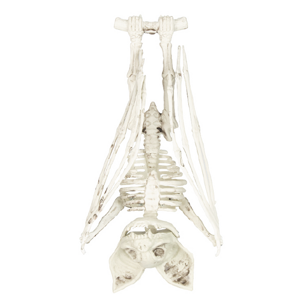 Squelette de chauve-souris 27 cm,Farfouil en fÃªte,A definir